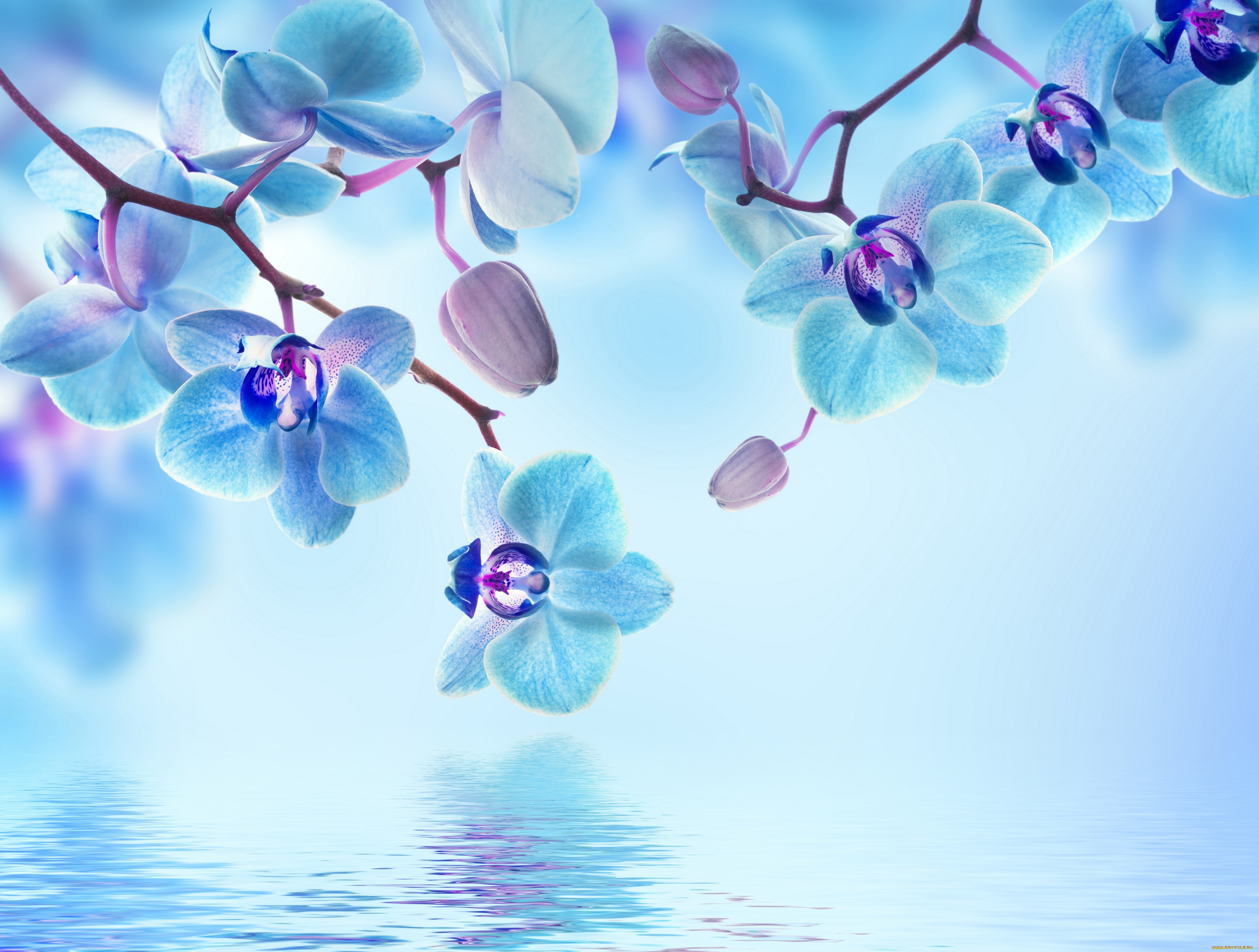 , , reflection, flowers, , , , beautiful, orchid, water, blue